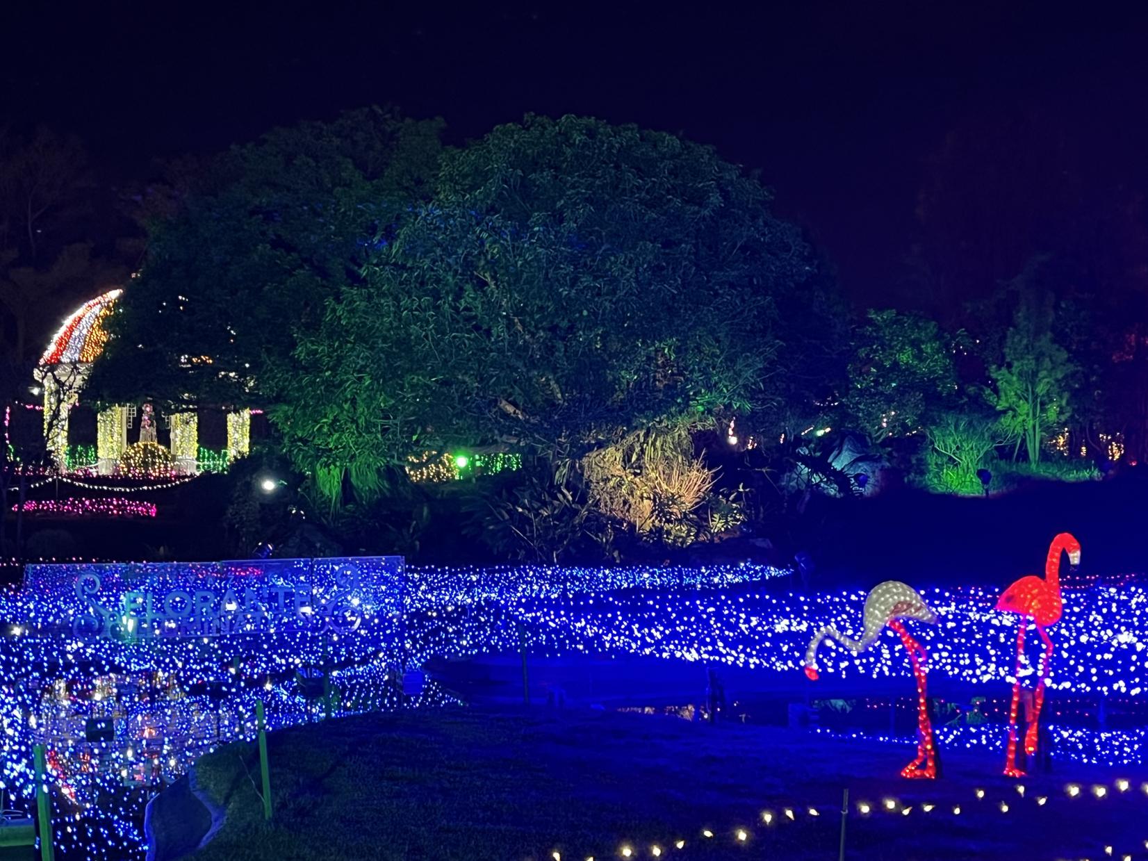 イルミネーション・フラワーガーデン2025（宮崎市）-4