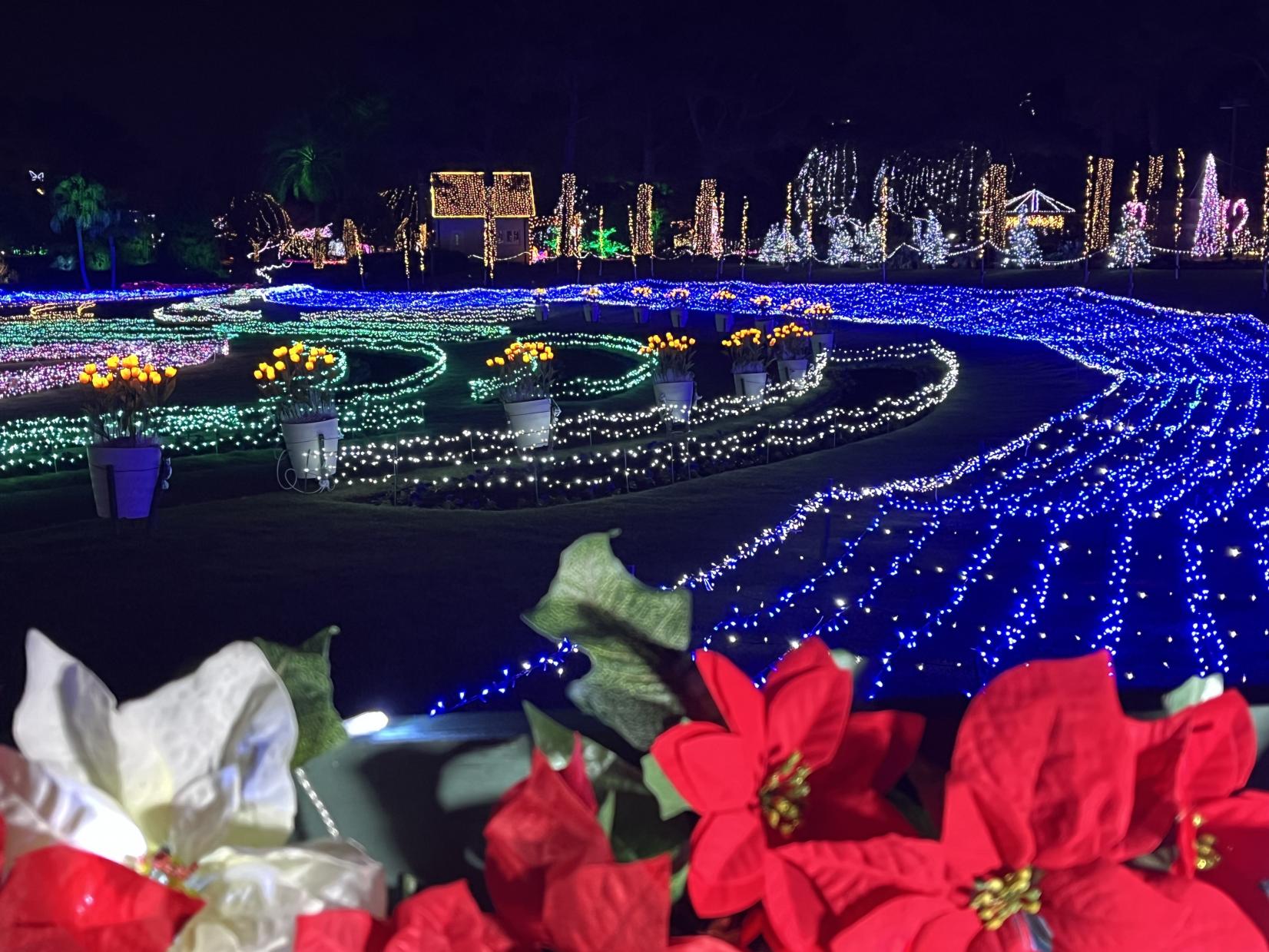 イルミネーション・フラワーガーデン2025（宮崎市）-2