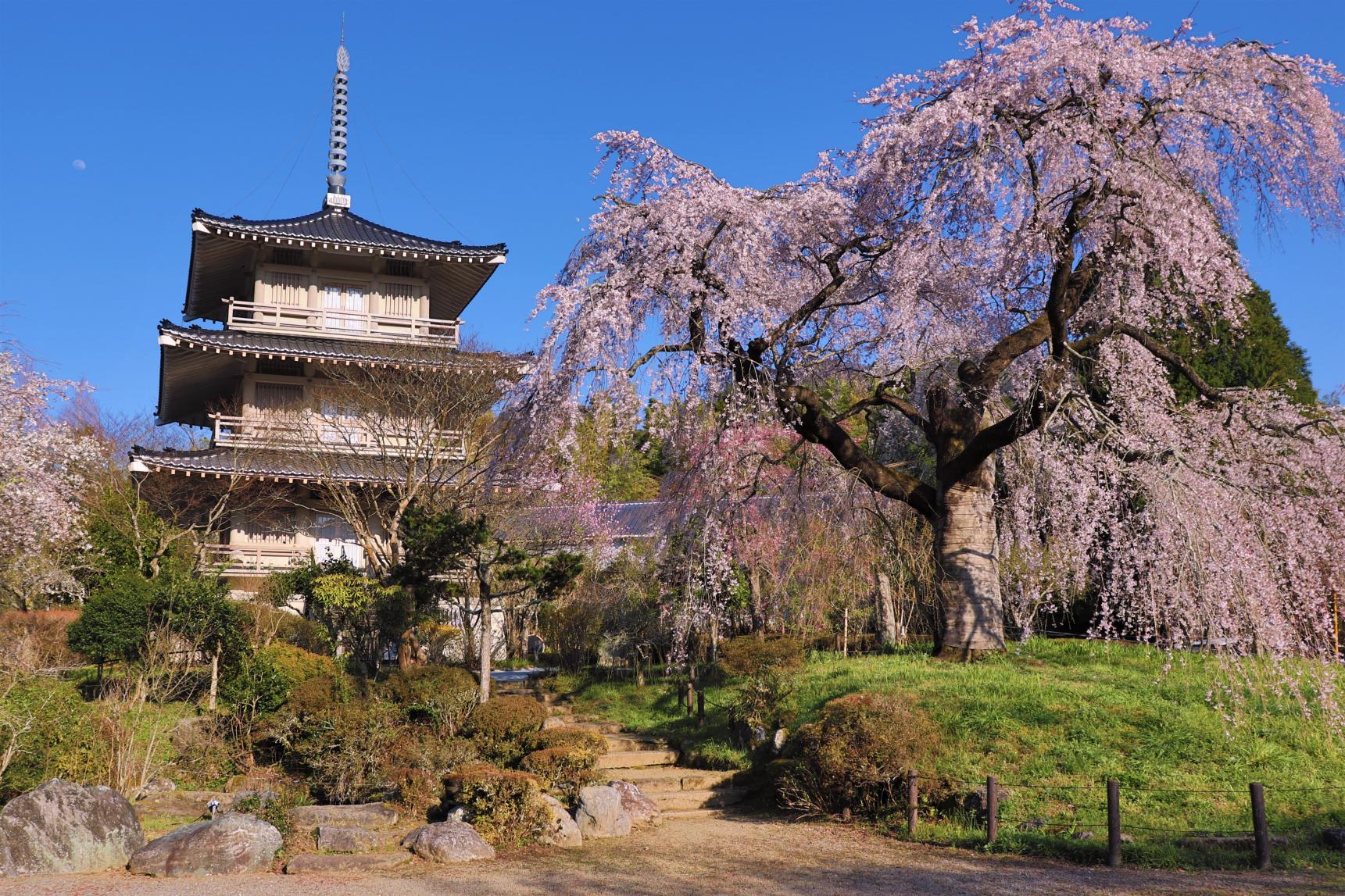 Josen Temple (浄専寺) - Gokase Town-0