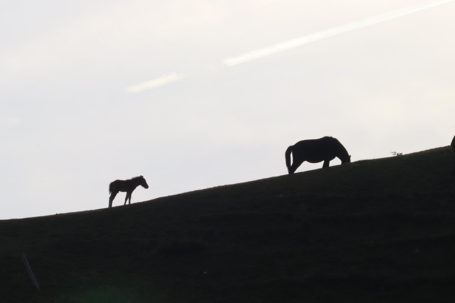 1.都井岬とは？野生馬が暮らす宮崎最南端の絶景スポット-5
