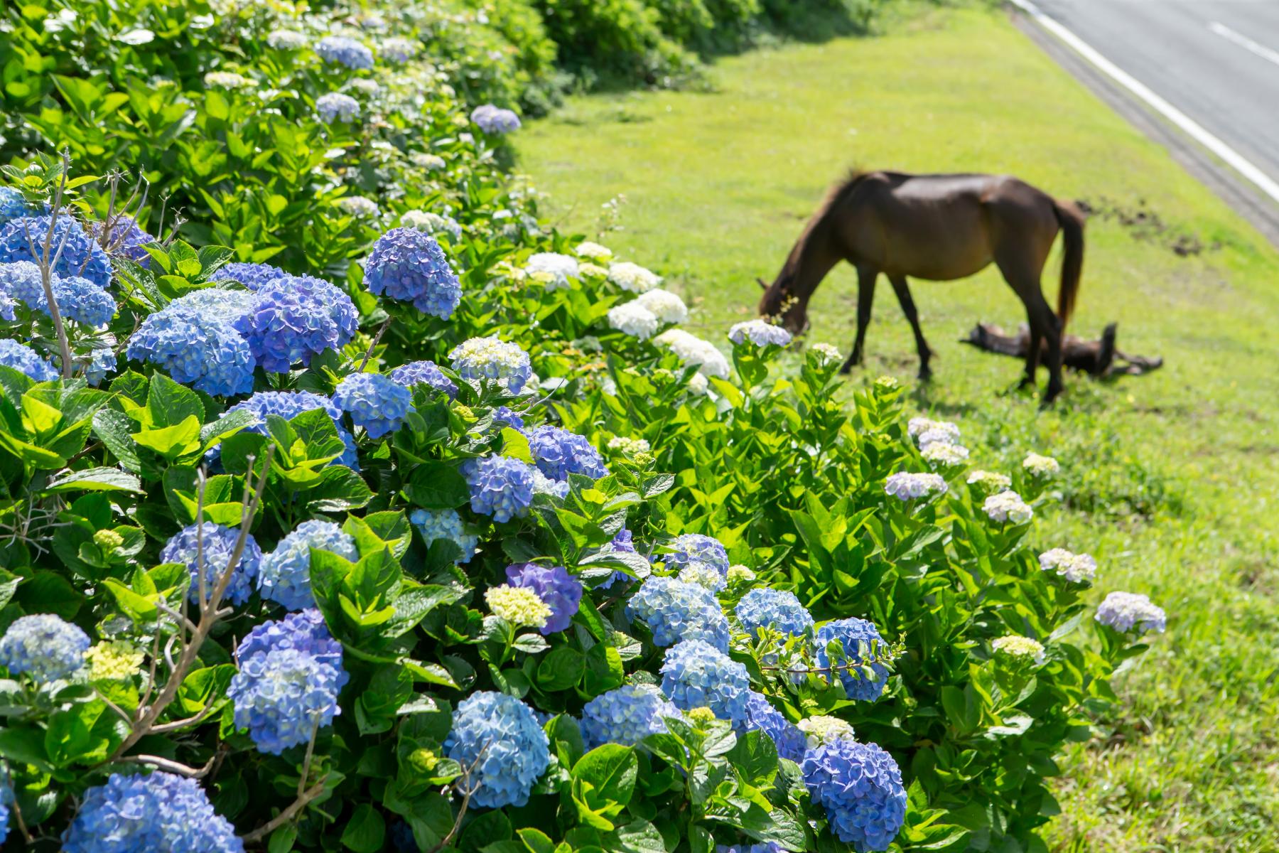 1.都井岬とは？野生馬が暮らす宮崎最南端の絶景スポット-6