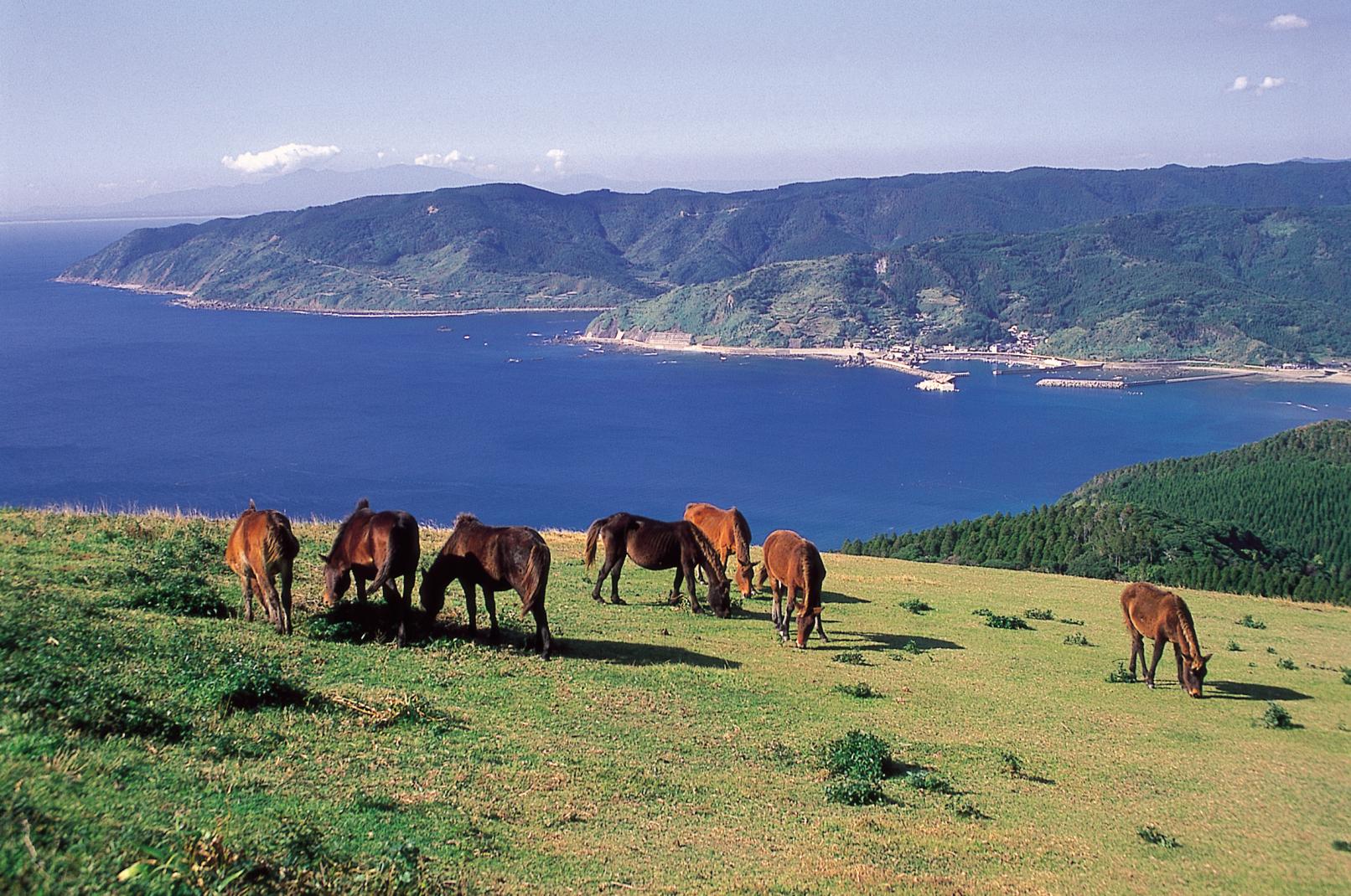 1.都井岬とは？野生馬が暮らす宮崎最南端の絶景スポット-2