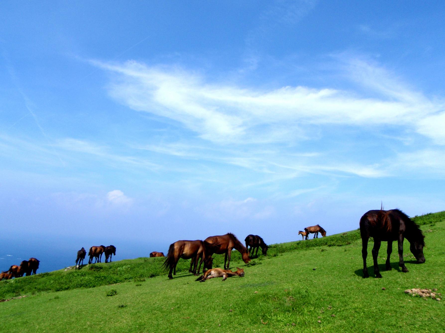 8.ようこそ、野生馬の聖地へ｜都井岬を10倍楽しむ小ネタ＆トリビア集-3