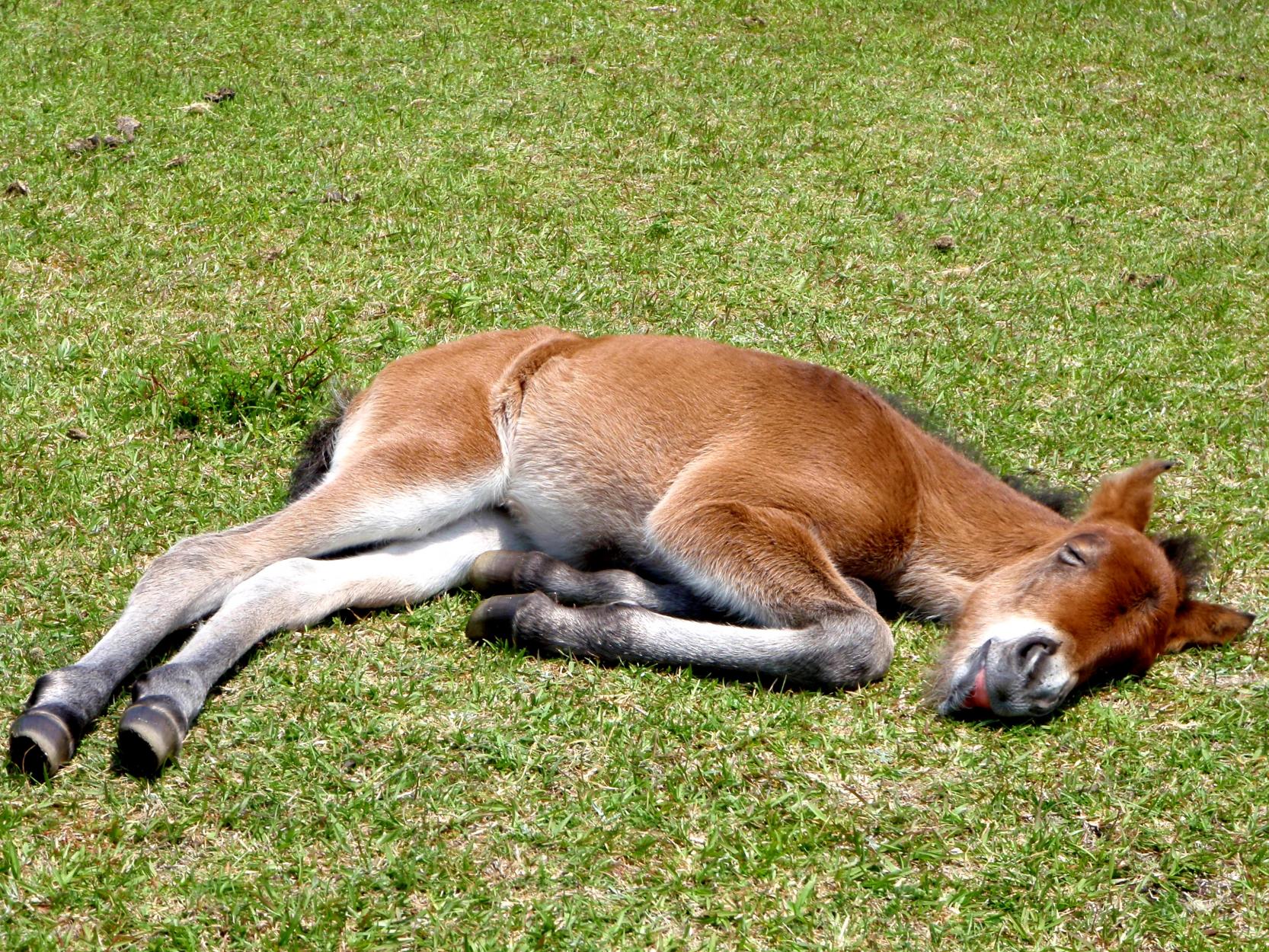8.ようこそ、野生馬の聖地へ｜都井岬を10倍楽しむ小ネタ＆トリビア集-2
