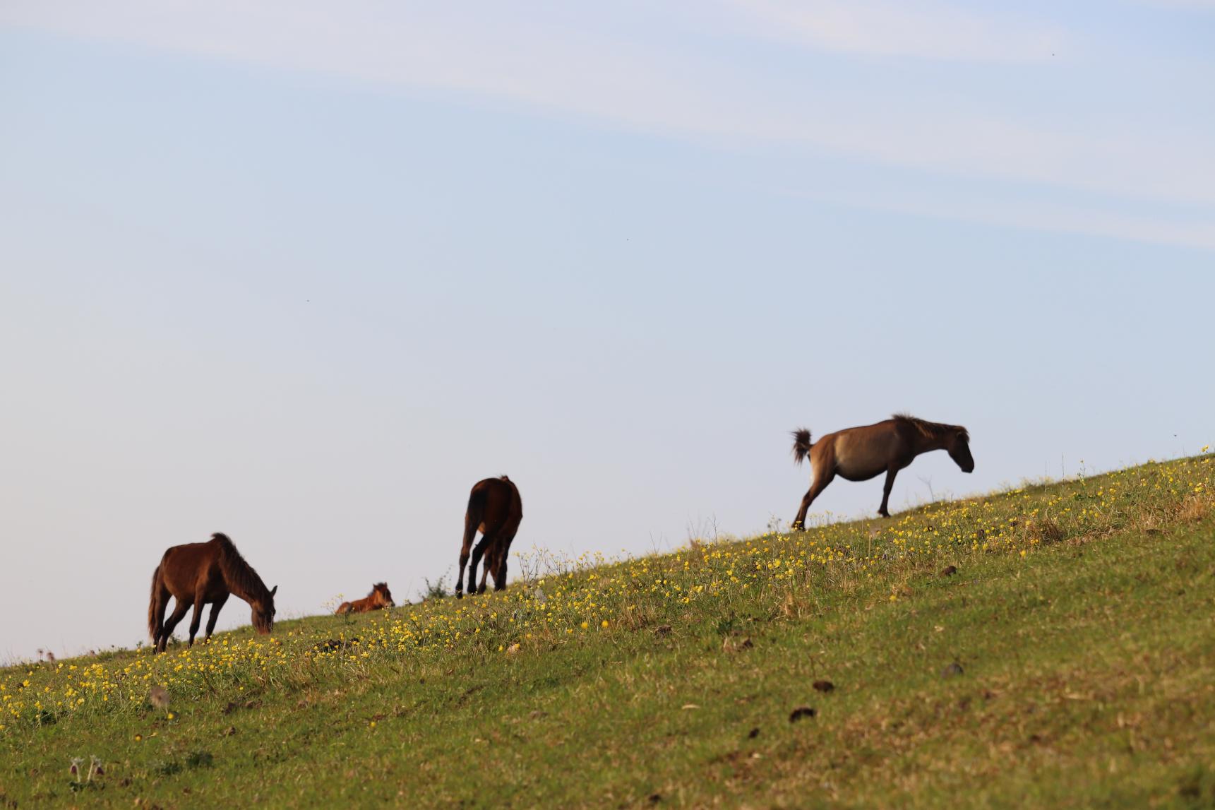 8.ようこそ、野生馬の聖地へ｜都井岬を10倍楽しむ小ネタ＆トリビア集-6