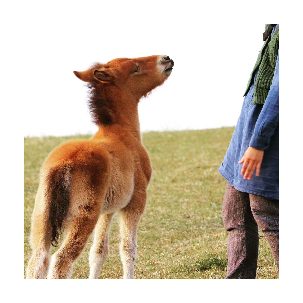 8.ようこそ、野生馬の聖地へ｜都井岬を10倍楽しむ小ネタ＆トリビア集-0