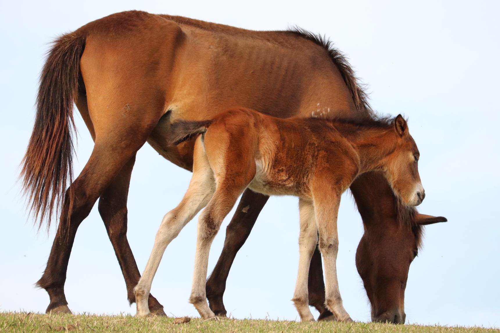 8.ようこそ、野生馬の聖地へ｜都井岬を10倍楽しむ小ネタ＆トリビア集-1