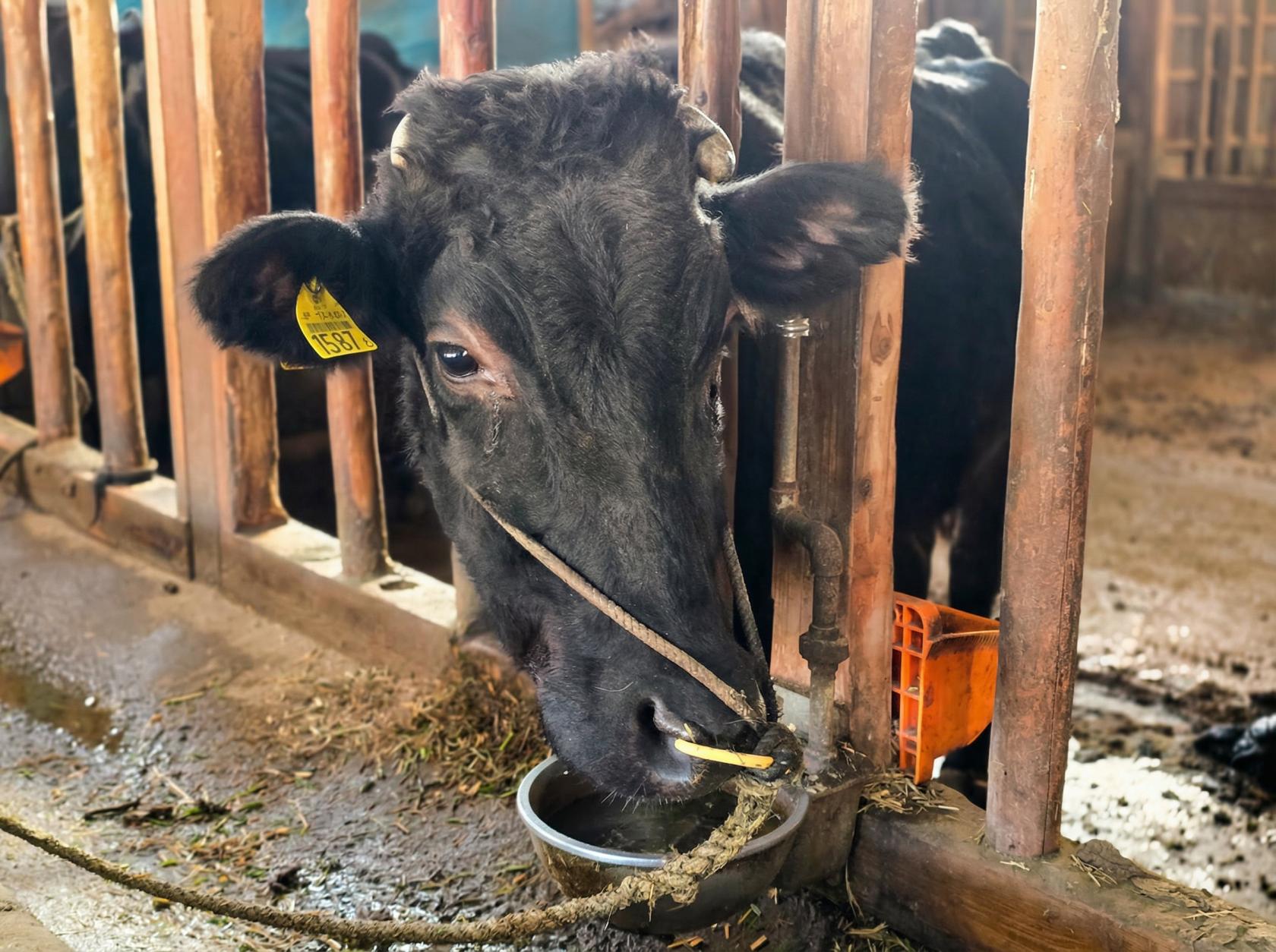 神を舞う農家の素顔。夜には神の依代に-3