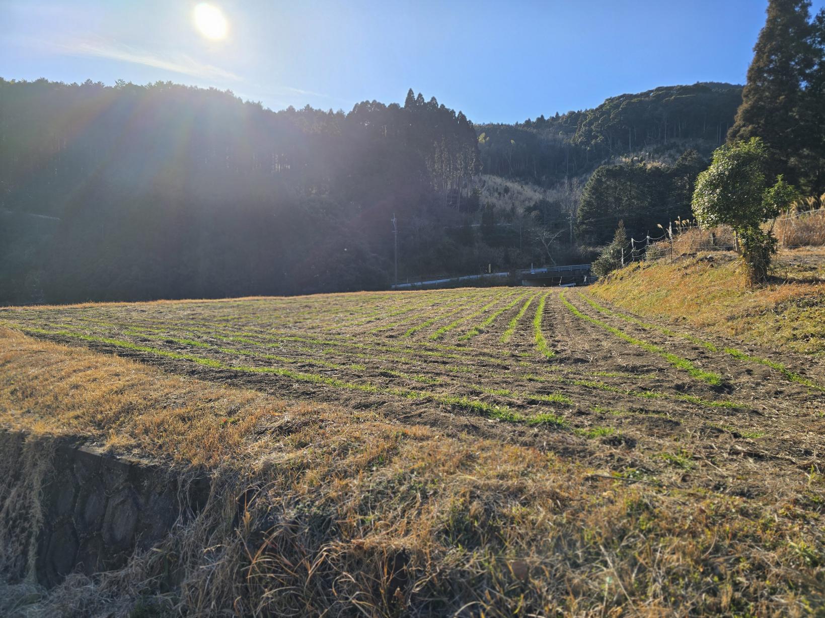 【体験レポート】畑散策と本格そば打ち体験-2