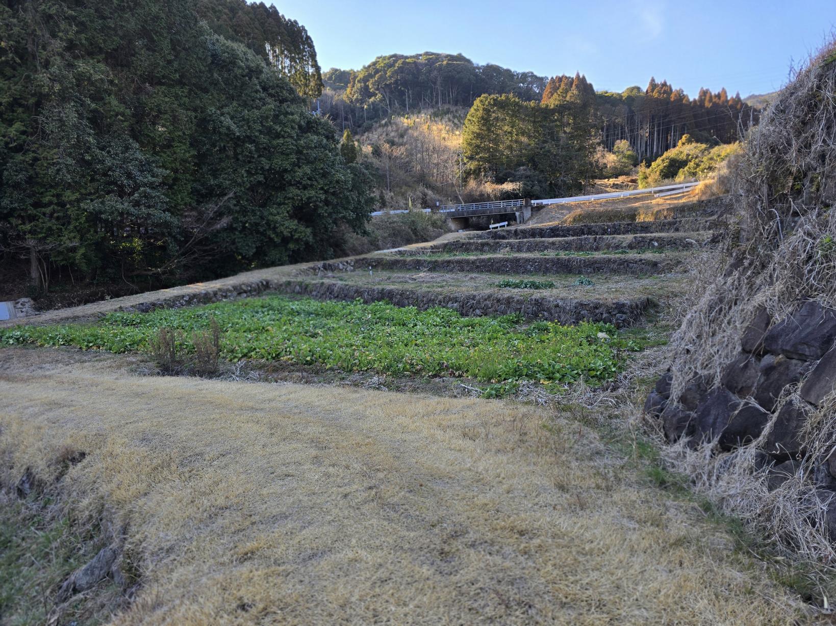 【体験レポート】畑散策と本格そば打ち体験-1