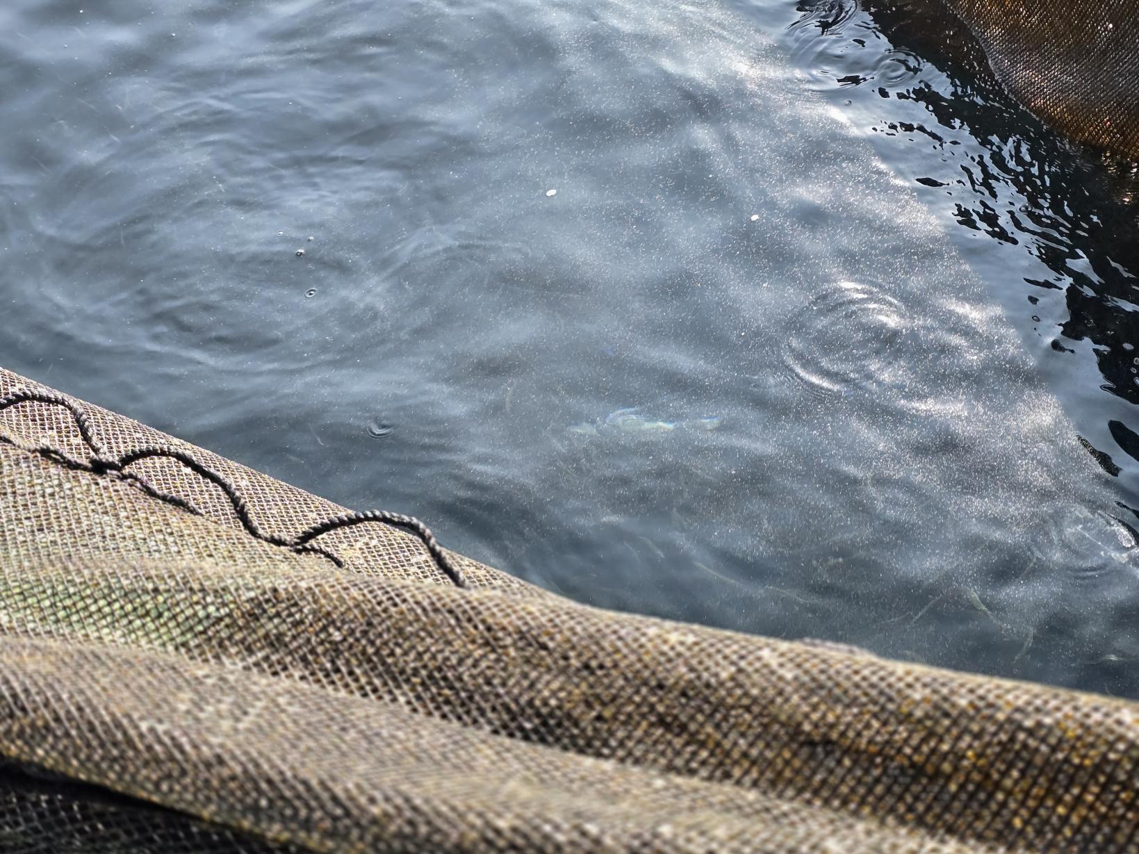 みんなで力を合わせて！網の引き上げ体験-7