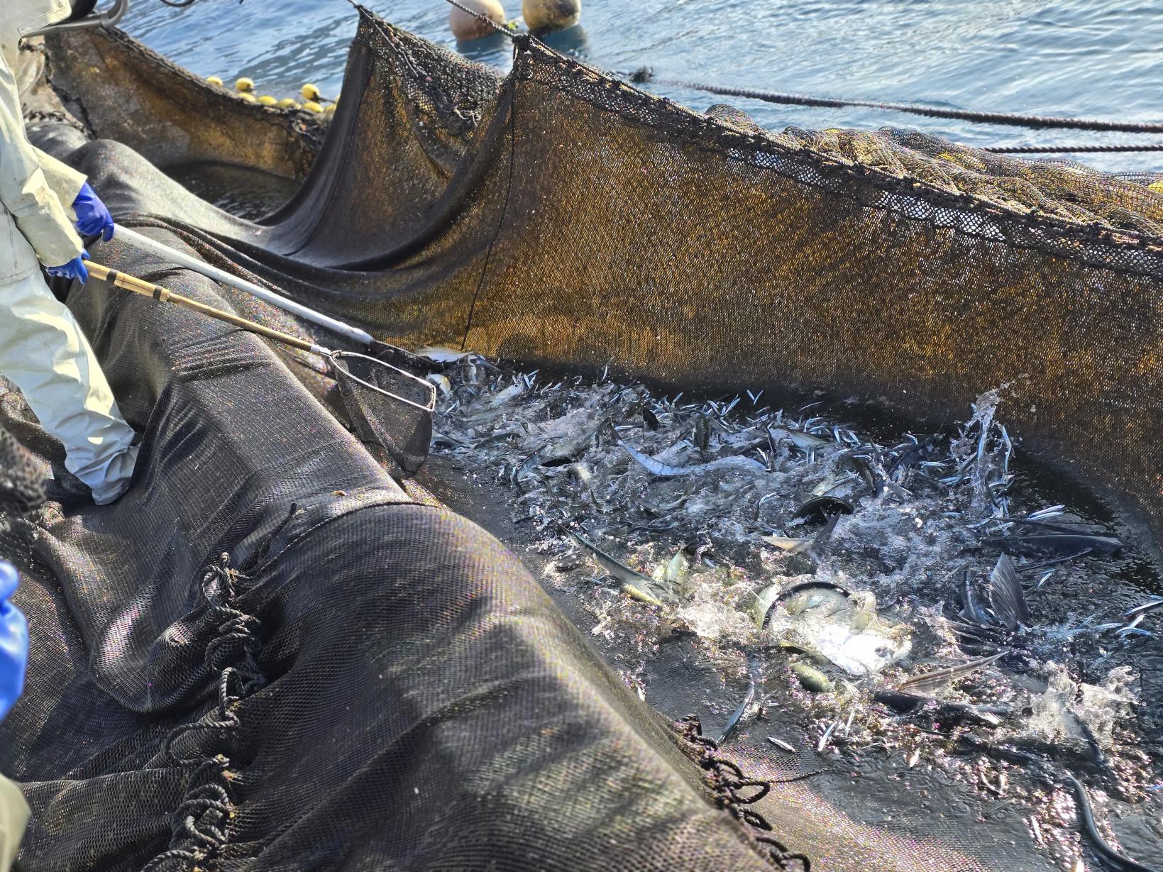 魚が跳ねる！獲れたての感動-1