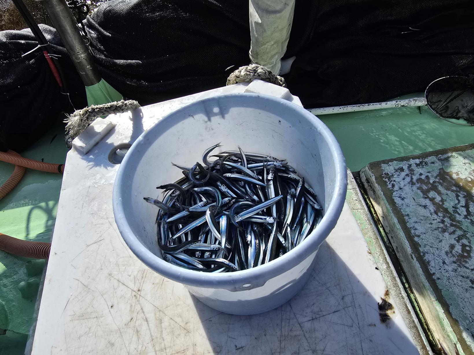 魚が跳ねる！獲れたての感動-5