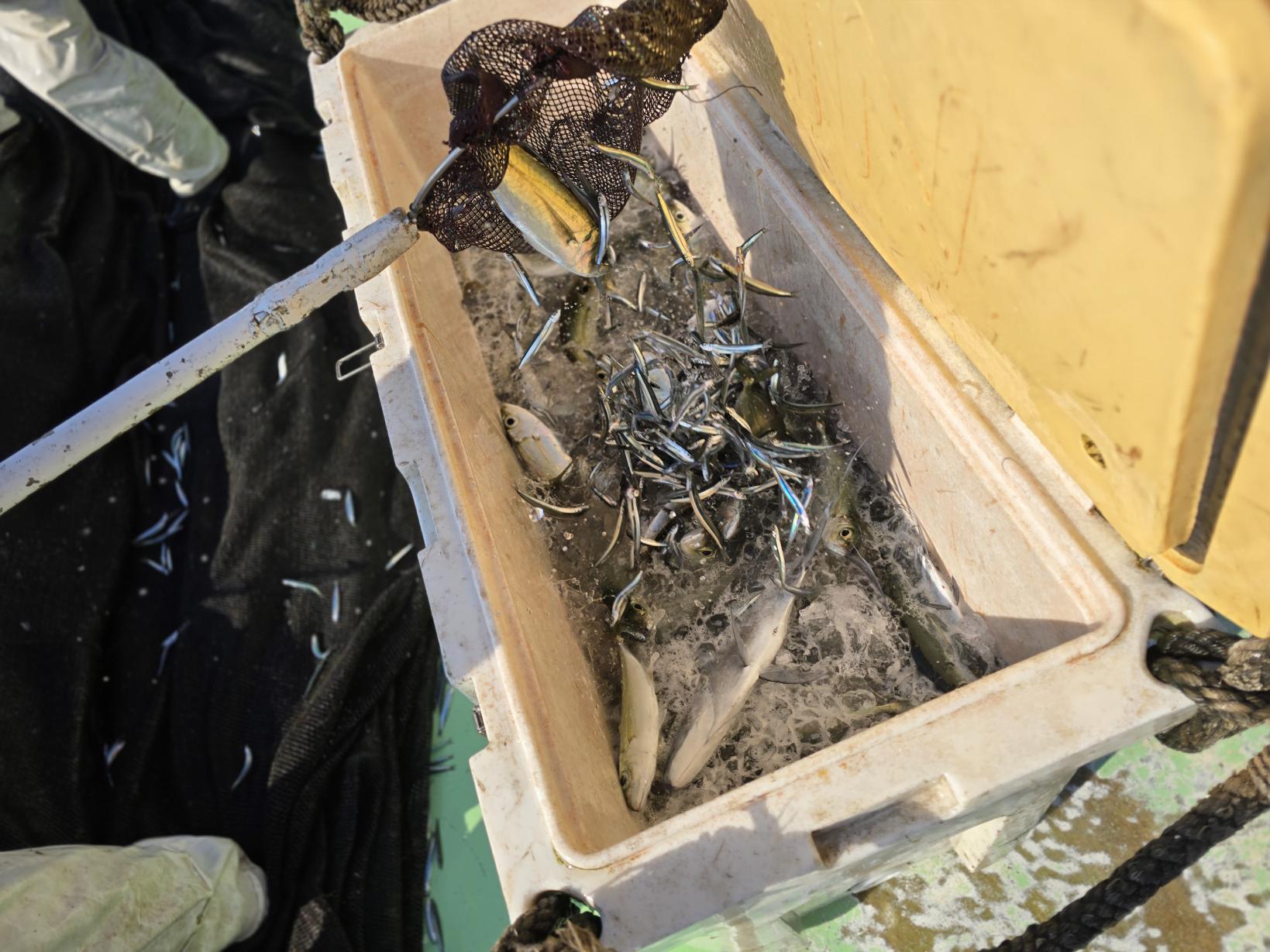 魚が跳ねる！獲れたての感動-6