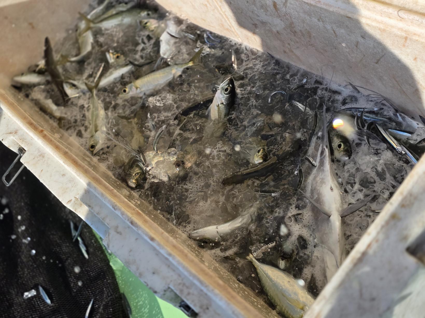 魚が跳ねる！獲れたての感動-7