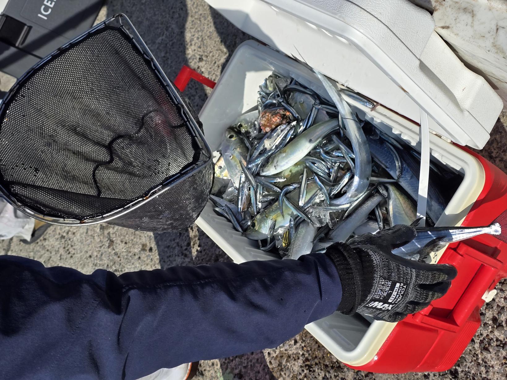 嬉しいお土産付き！獲れた魚はみんなで山分け-1