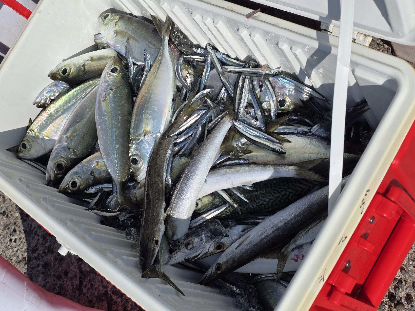 嬉しいお土産付き！獲れた魚はみんなで山分け-2