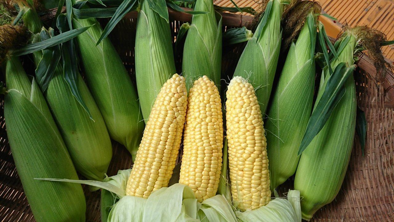 プロ農家の技と味に触れる「食育」収穫体験（西都市・新富町エリア）-1