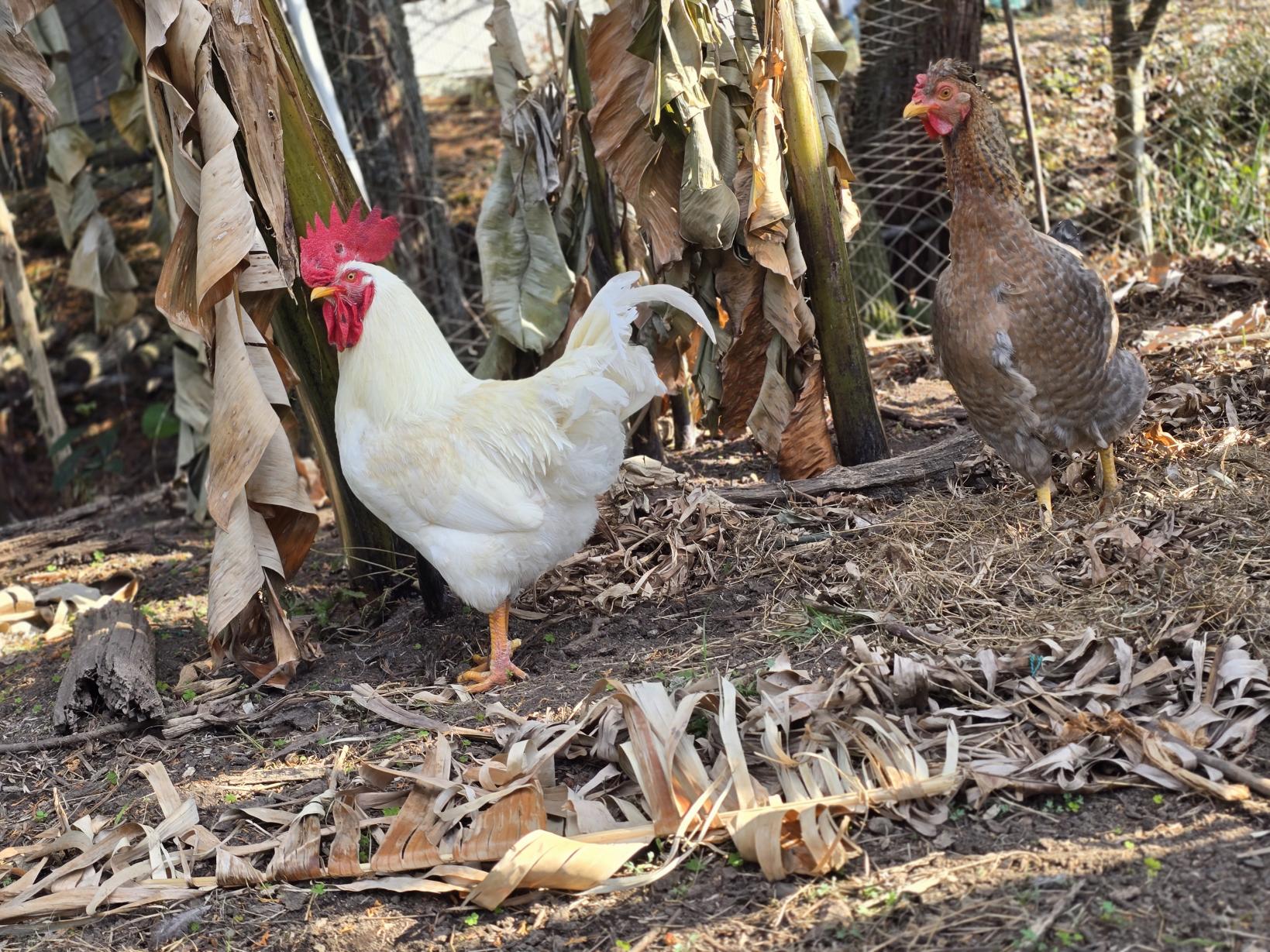 古民家一棟貸しで楽しむ「自給自足」の暮らし体験「古民家ひなたぼっこ」（宮崎市）-5
