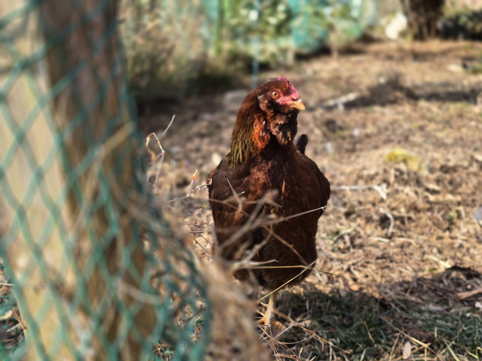 古民家一棟貸しで楽しむ「自給自足」の暮らし体験「古民家ひなたぼっこ」（宮崎市）-6