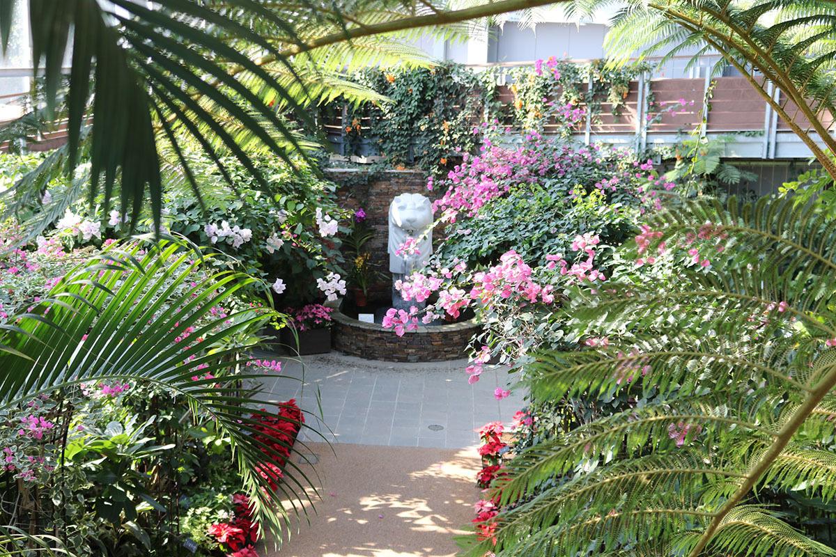 ブーゲンビリア-2