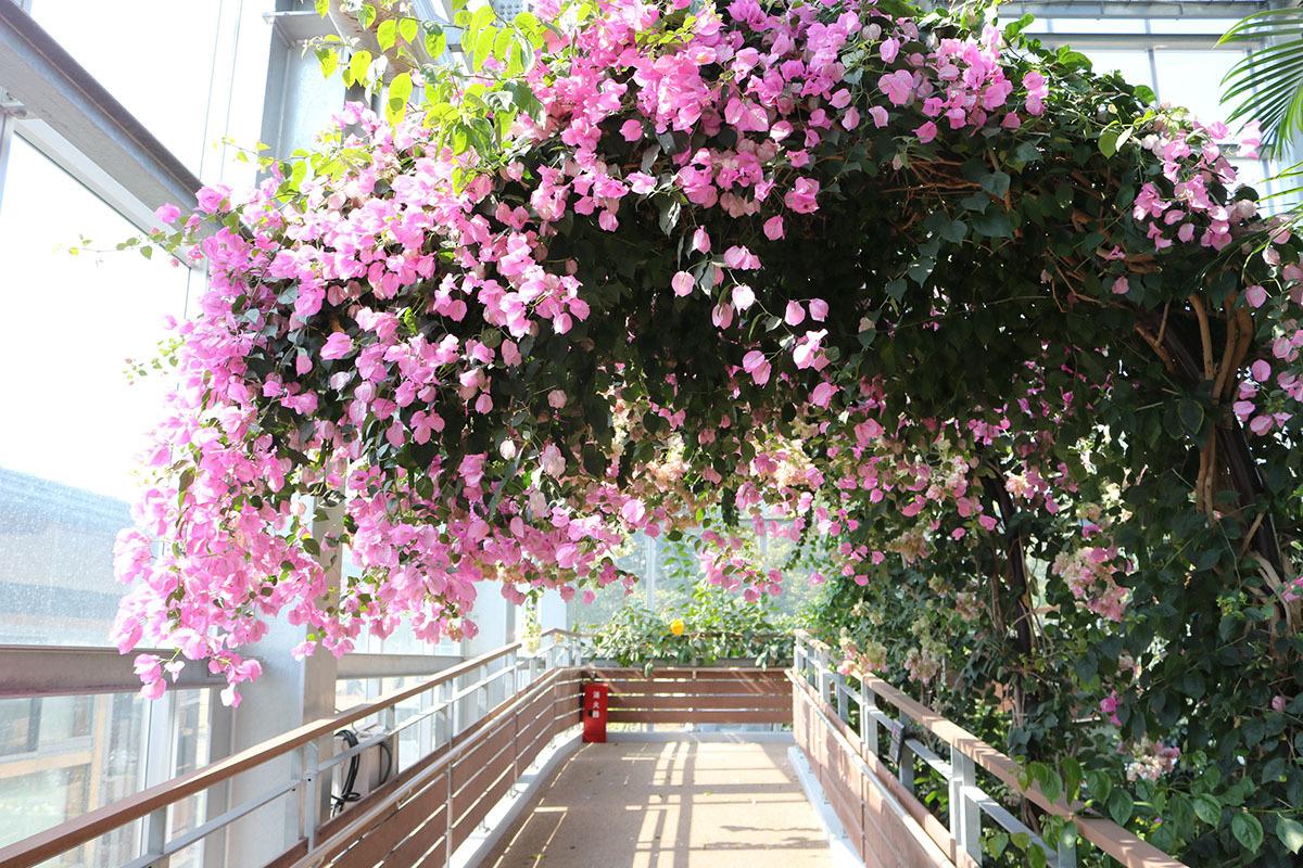 ブーゲンビリア-0