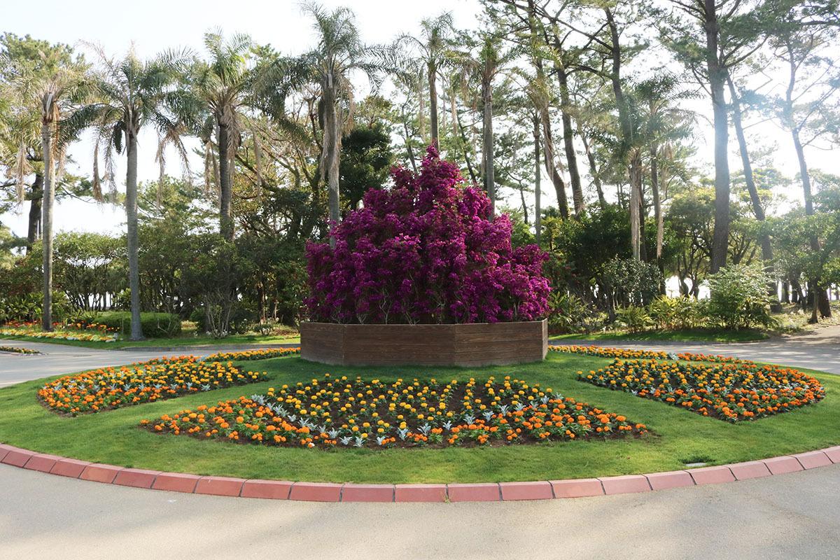 ブーゲンビリア-1