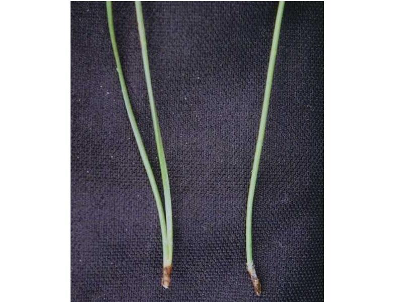 第8位　一ツ葉稲荷神社（宮崎市）｜開運・商売繁盛のパワースポット-3