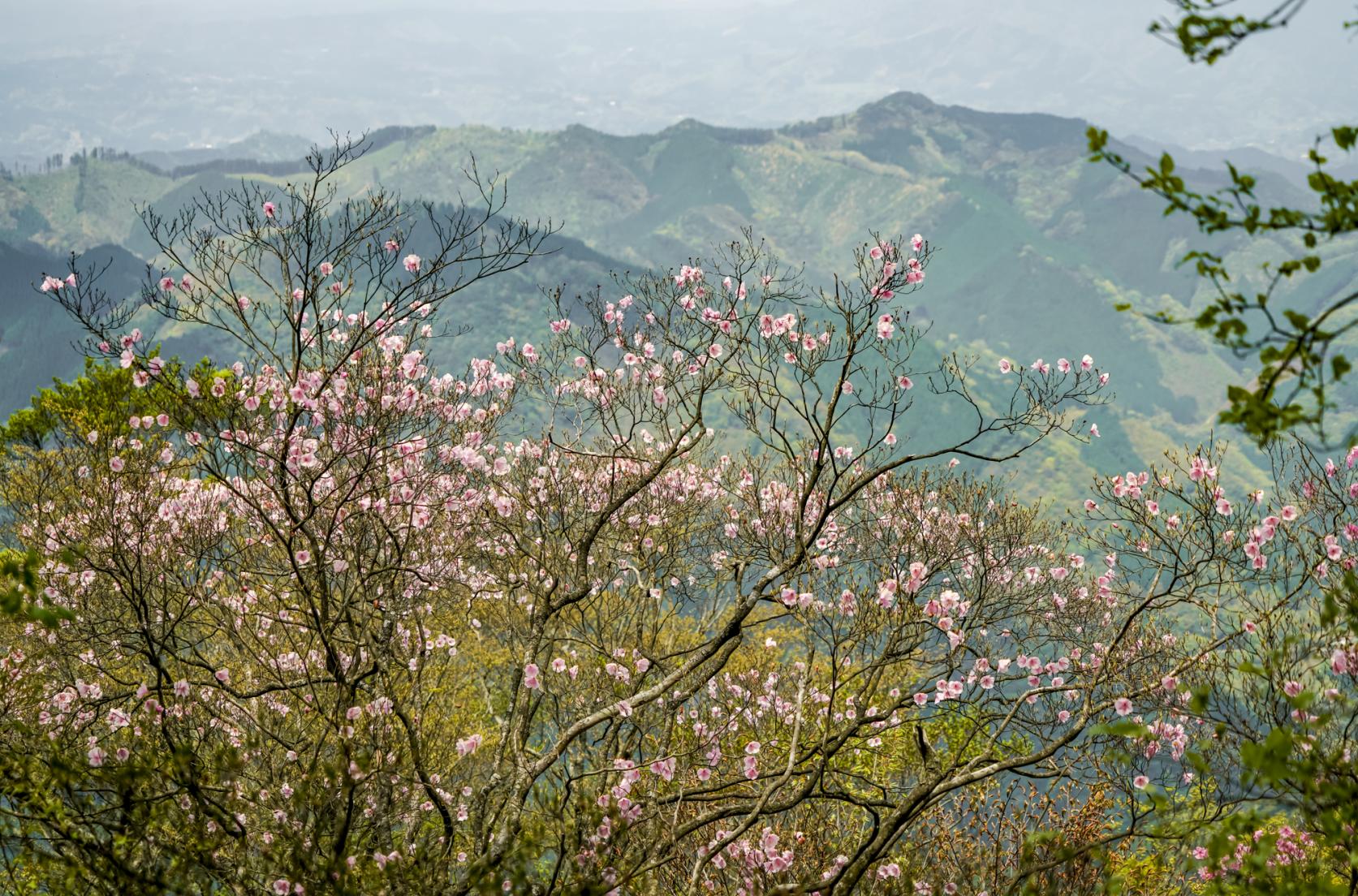 山肌を彩る春の使者、アケボノツツジとツクシアケボノツツジ-0