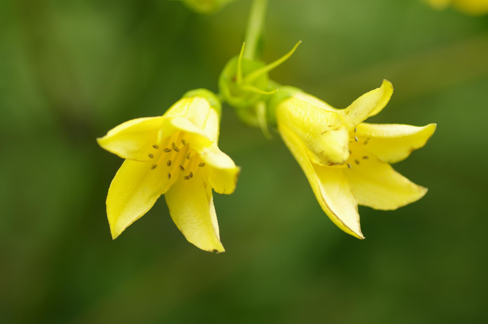 「ソハヤキ要素」が語る、日本列島の成り立ち-0