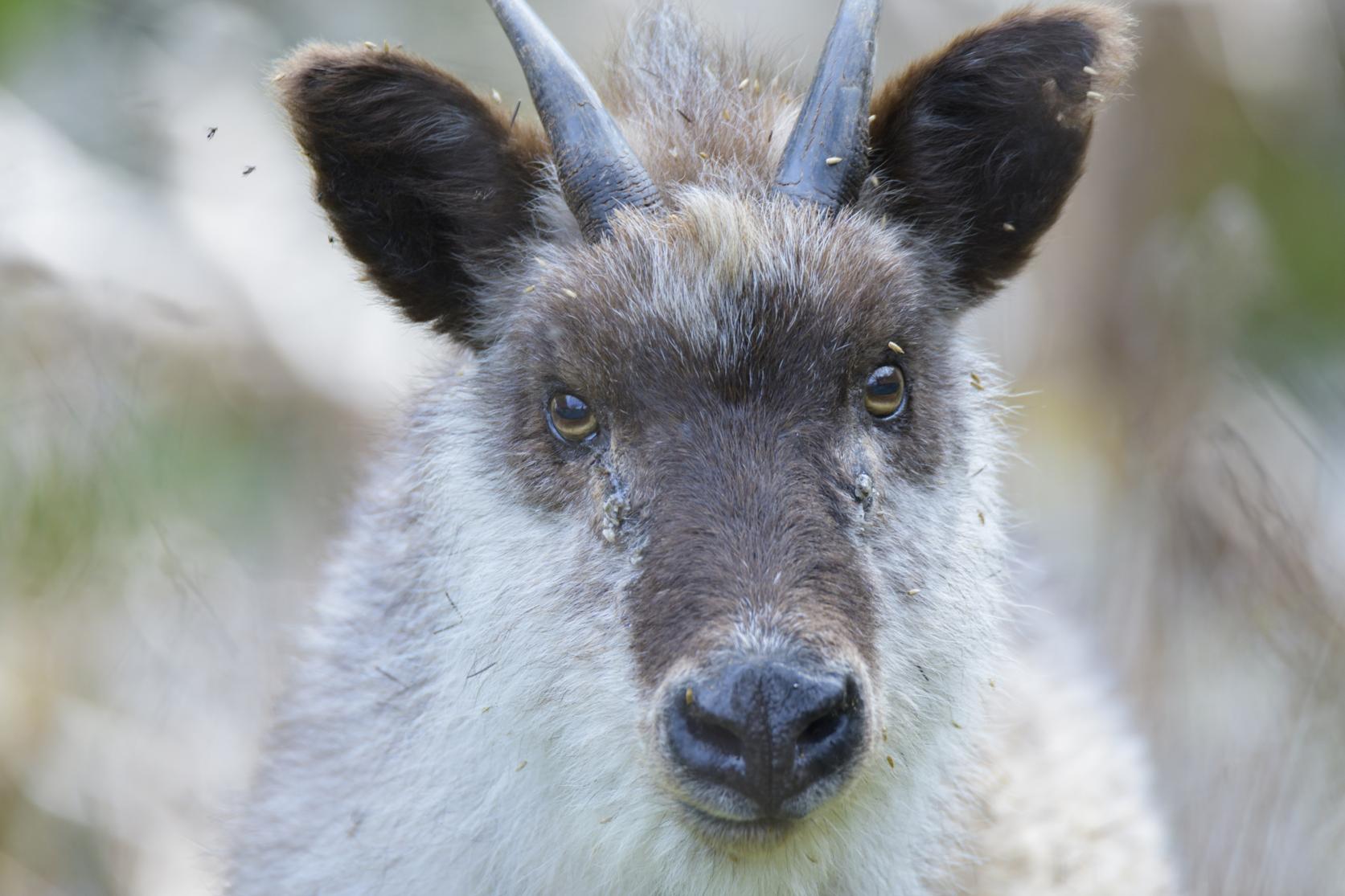 森の哲学者、特別天然記念物「ニホンカモシカ」-0