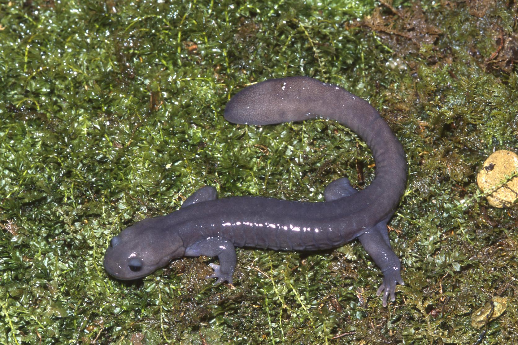 2014年に発見された新種、ソボサンショウウオ-0