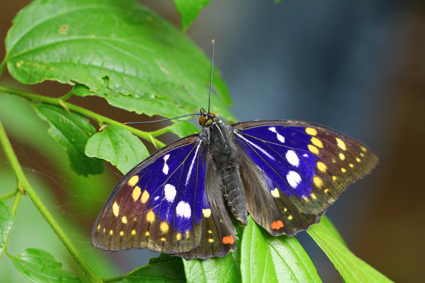 日本の国蝶「オオムラサキ」が舞う豊かな里山-0
