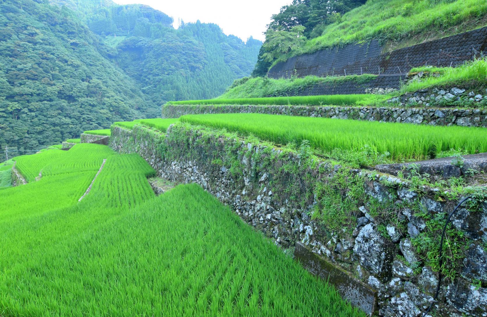 急峻な地形を「恵み」に変える。石積みの棚田と人々の知恵-0