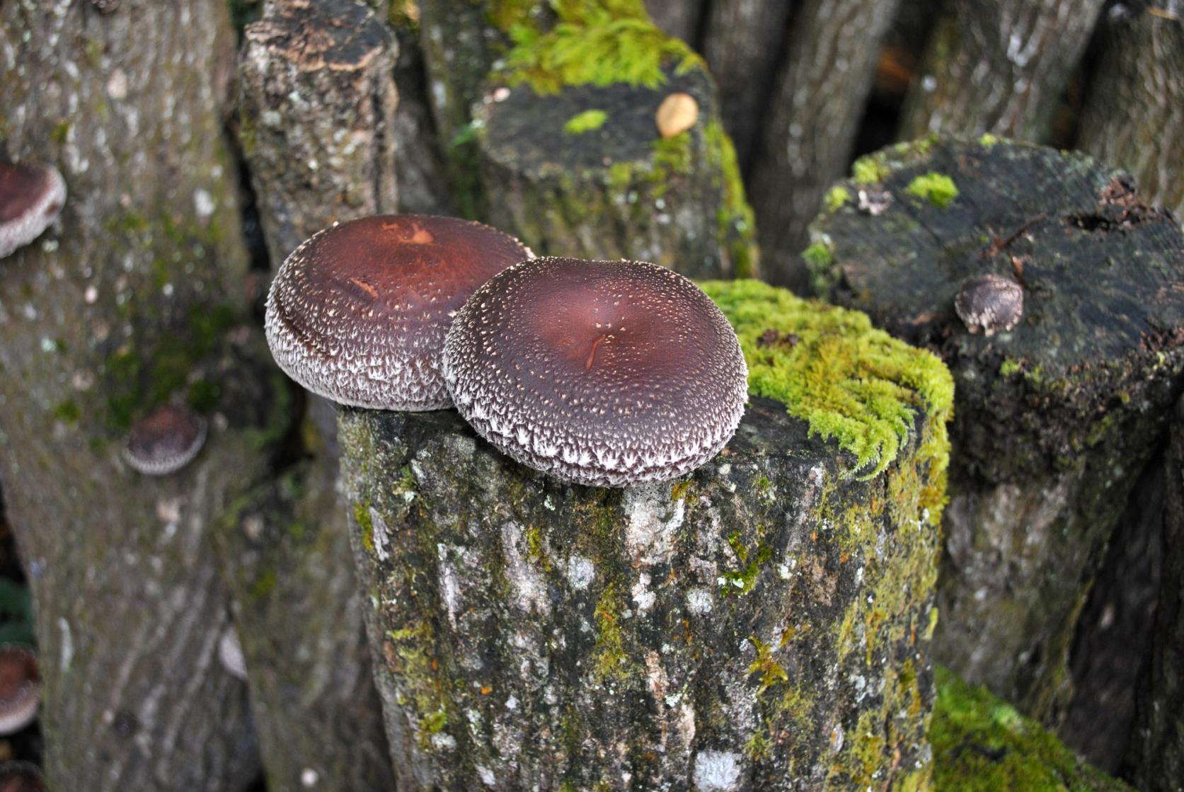 循環する森の恵み。世界をリードするしいたけ栽培-0