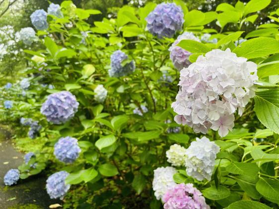 ②阿波岐原森林公園（宮崎市）-0