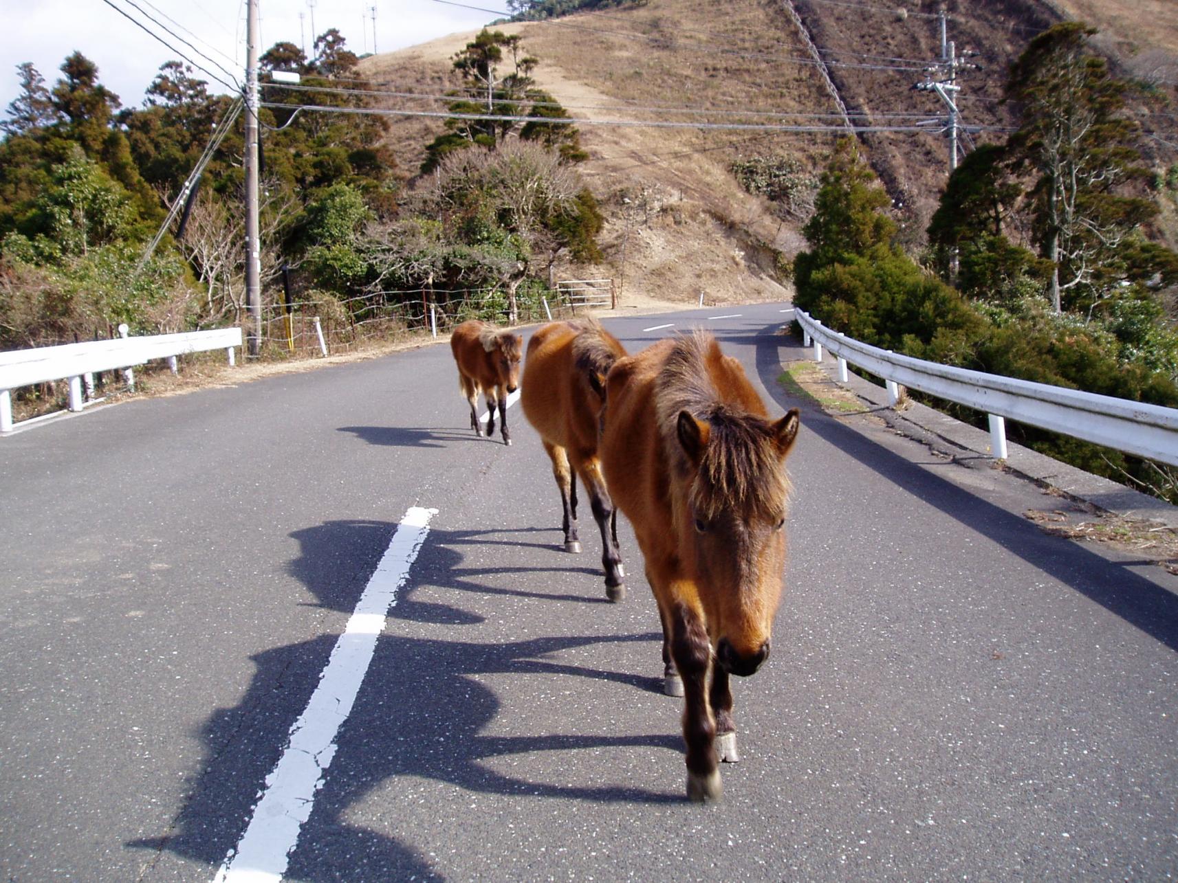 第4位　都井岬（串間市）｜野生の馬が暮らす最南端の絶景岬-4