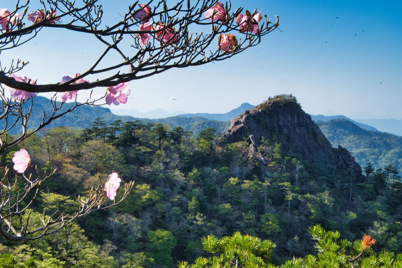 春の大崩山｜アケボノツツジ越しに望む上湧塚-0