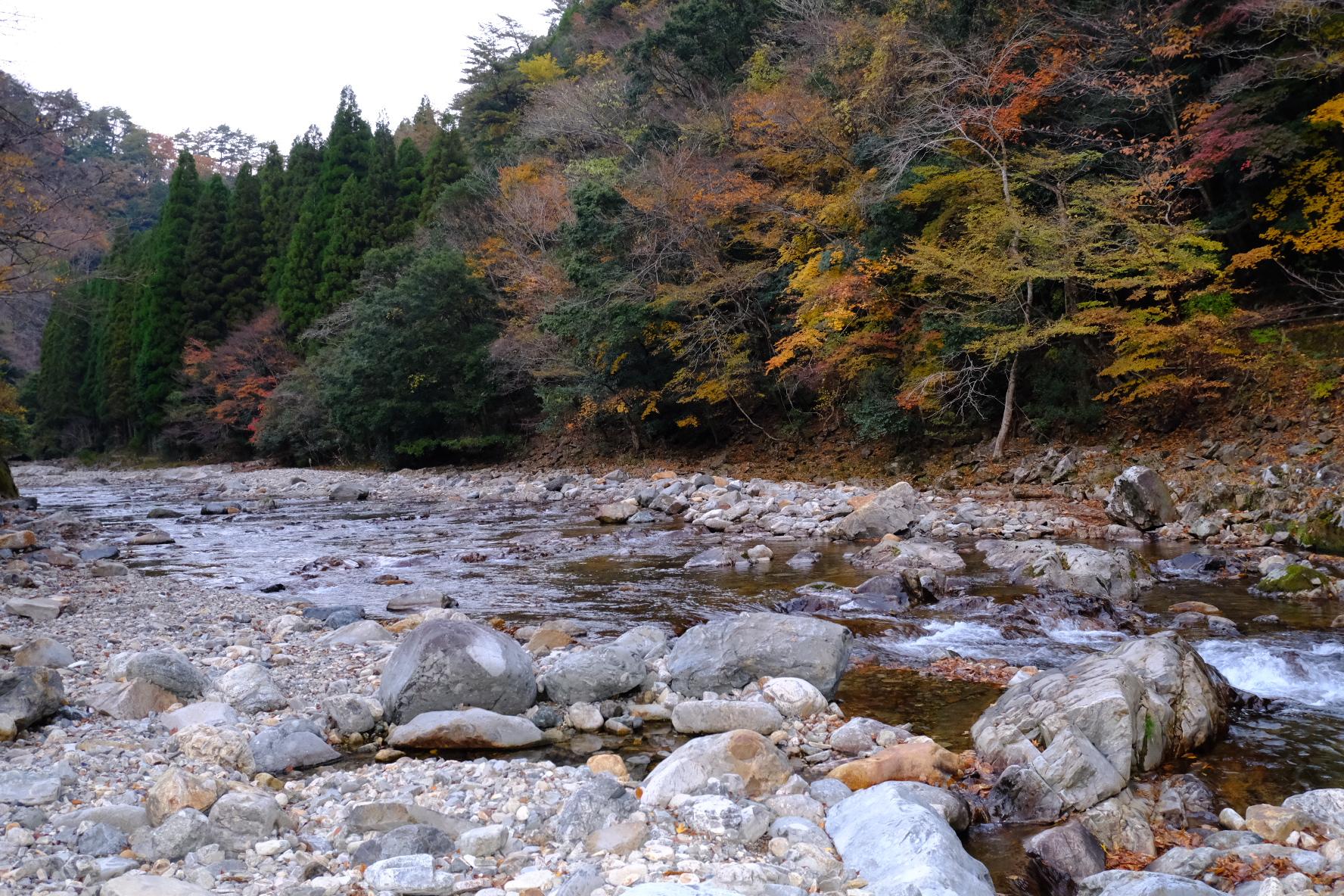 【秋】極彩色の断崖｜見立渓谷・鹿川渓谷・祝子川渓谷の紅葉（10月下旬〜11月下旬）-3