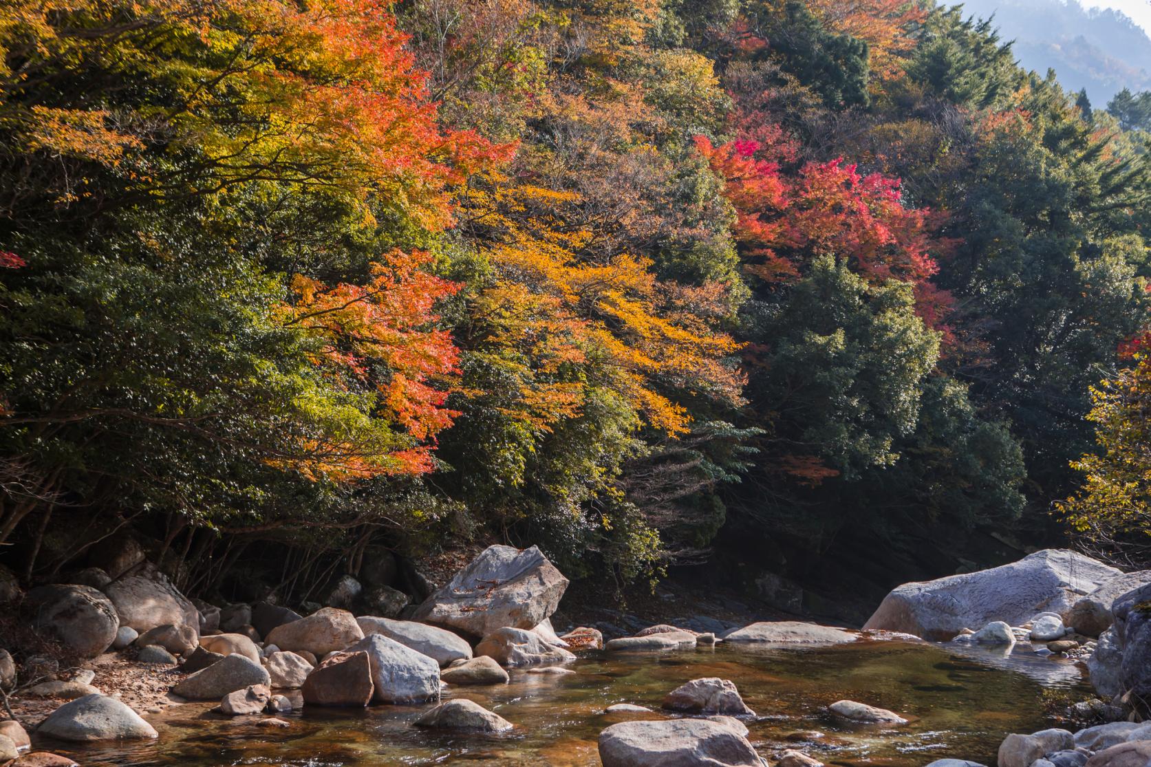 【秋】極彩色の断崖｜見立渓谷・鹿川渓谷・祝子川渓谷の紅葉（10月下旬〜11月下旬）-1
