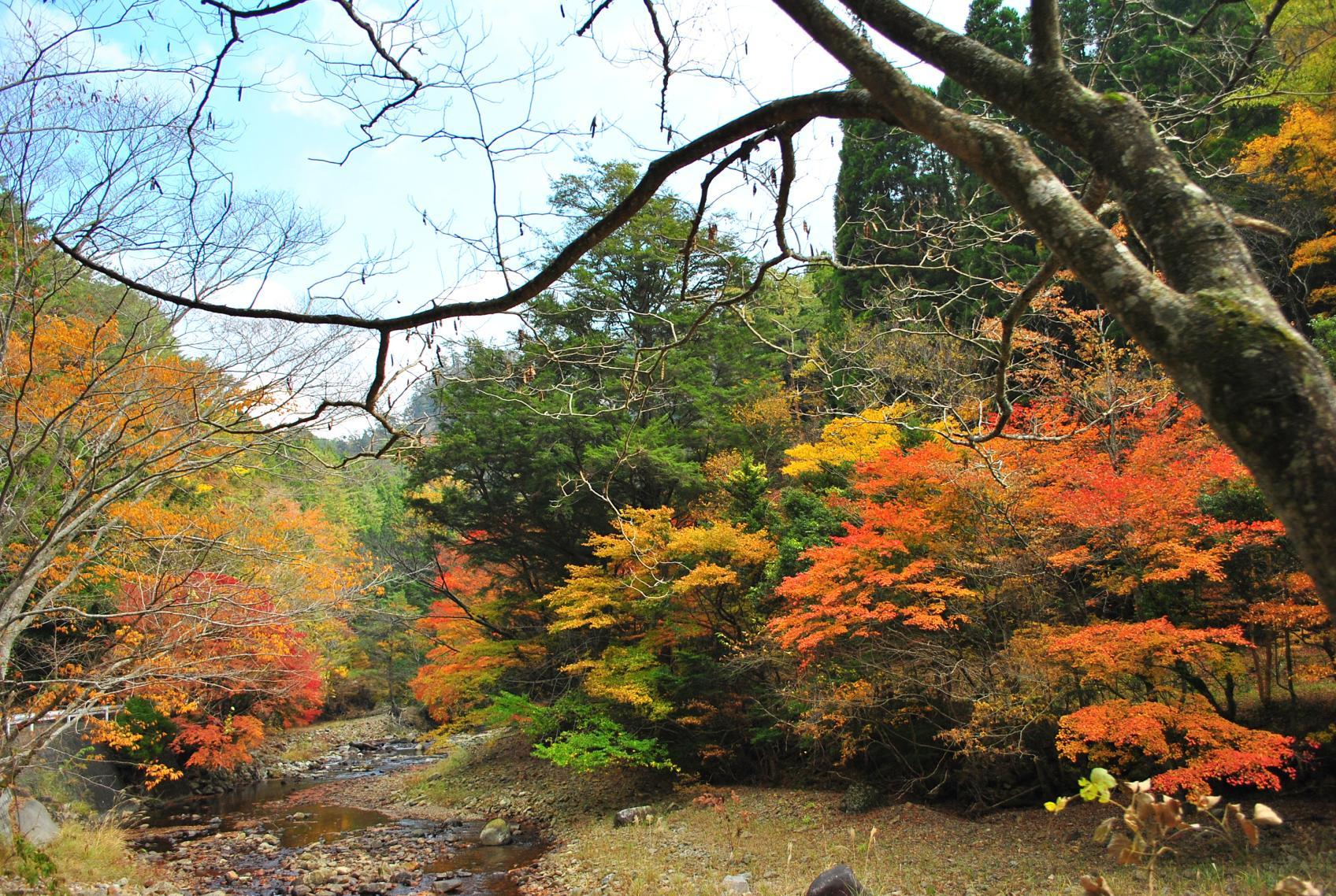 【秋】極彩色の断崖｜見立渓谷・鹿川渓谷・祝子川渓谷の紅葉（10月下旬〜11月下旬）-0