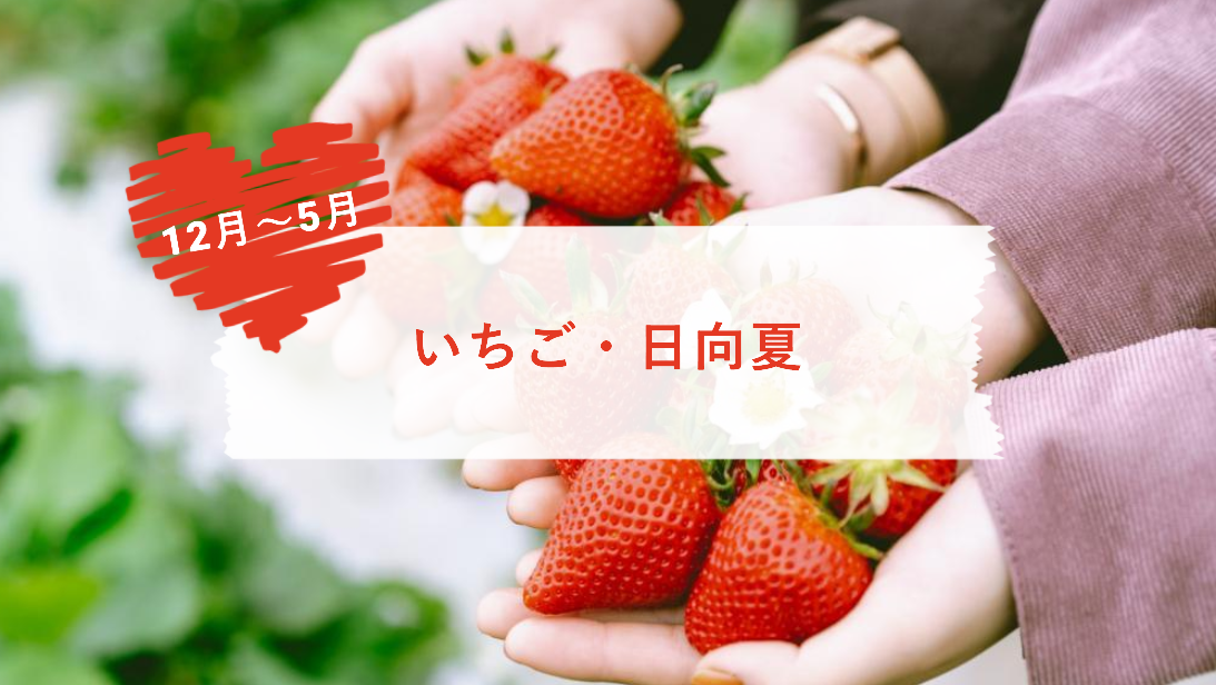 【12月～5月】いちご・日向夏｜食べ放題や持ち帰り販売、併設のカフェも-0
