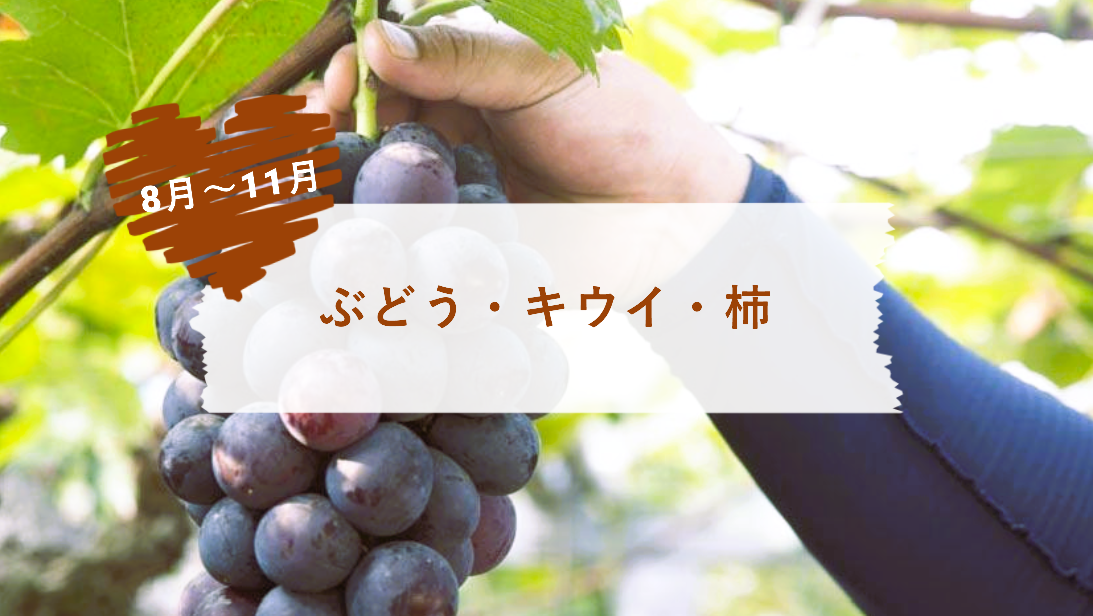 【8月～11月】ぶどう・キウイ・かき｜食べ応え◎毎年大人気フルーツ狩り-0