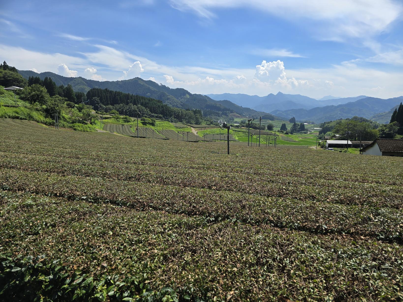 【高千穂町】日本茶の0.5%「釜炒り茶」を守り続ける、標高350mの茶畑-0