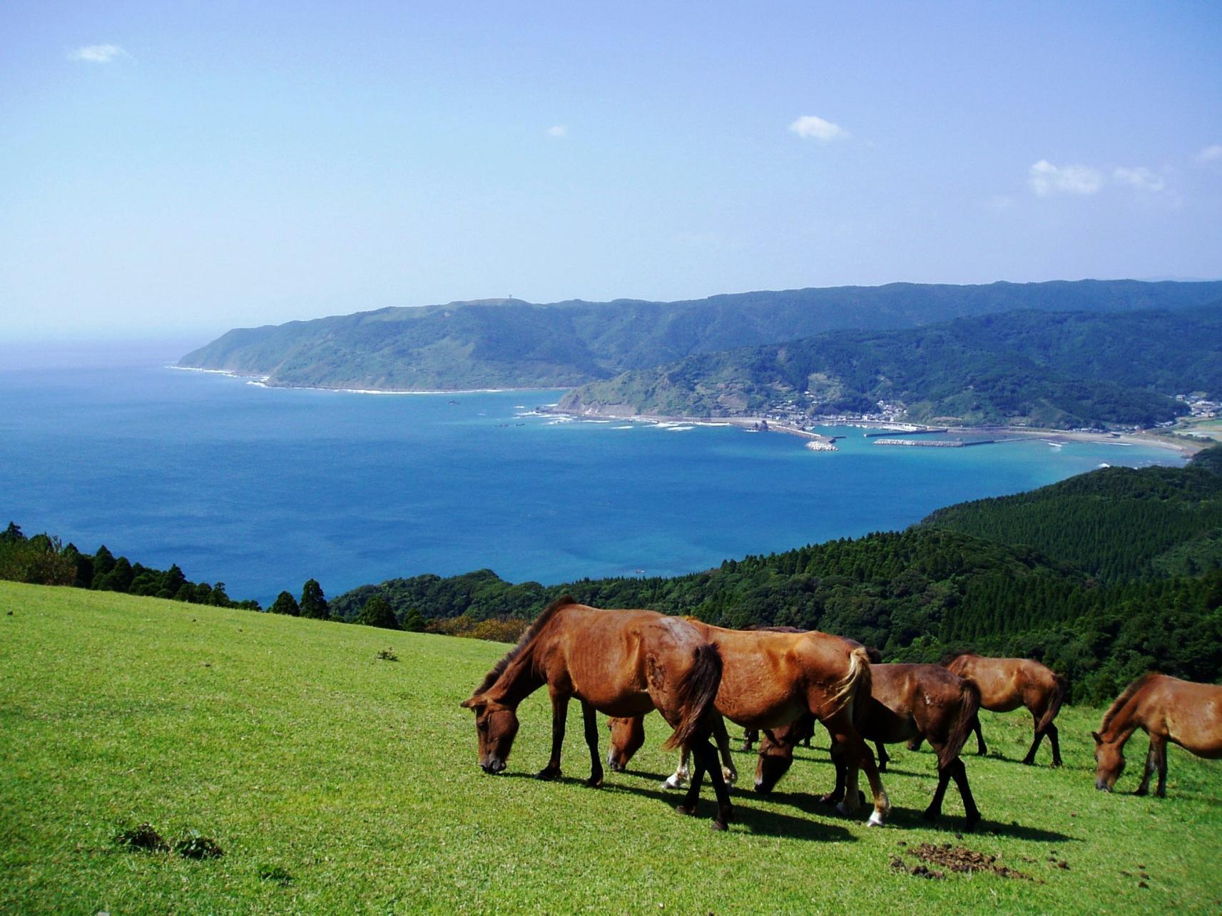 串間エリアで農泊体験！漁師体験＆野生馬とのふれあいを満喫-1