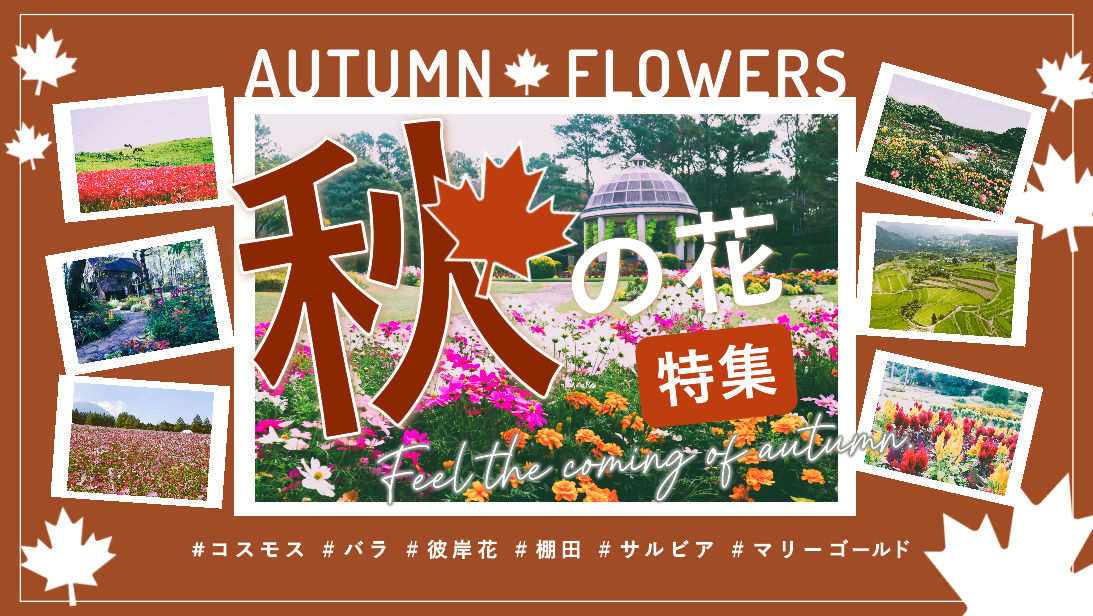 🌸みやざき秋の花旅～秋の花々や風景を満喫～-1