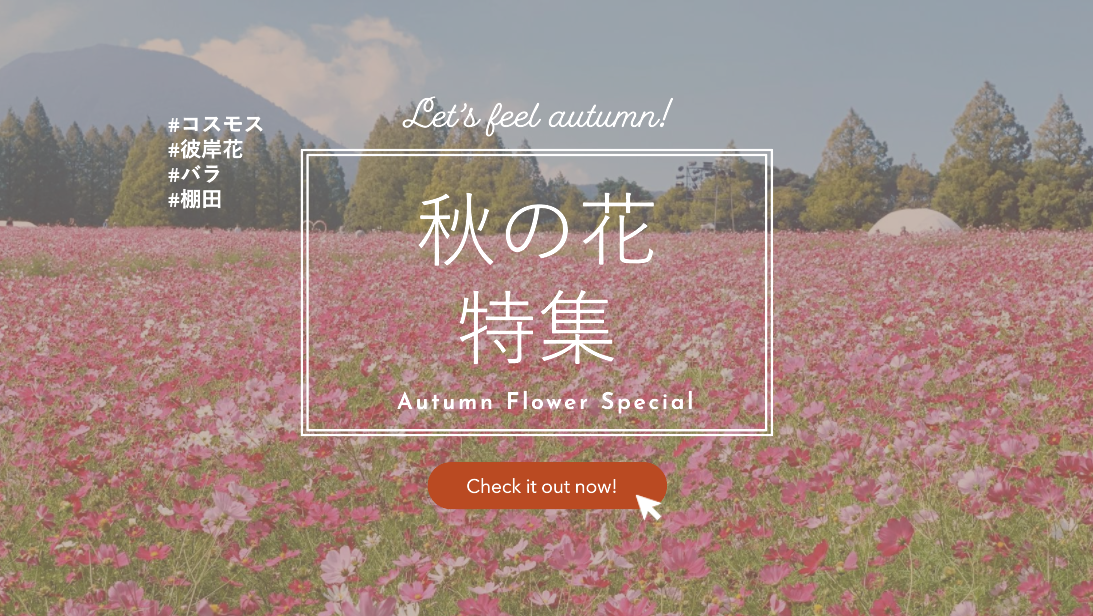 🌸宮崎県の秋の花特集｜コスモス・彼岸花の見頃と名所＆棚田絶景スポットまとめ-1