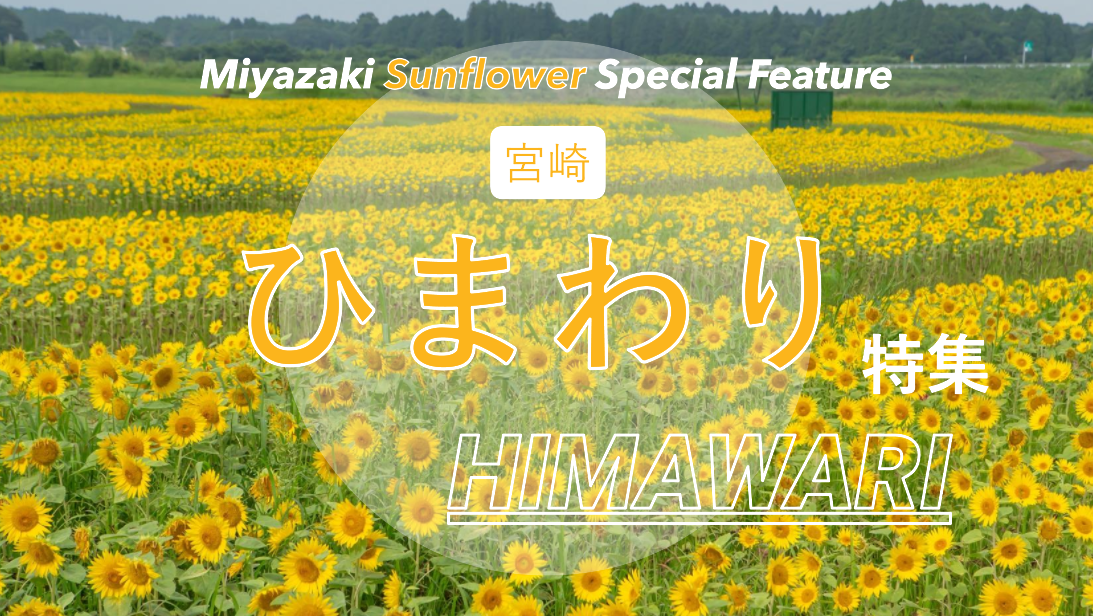 🌸宮崎県ひまわりスポット2026｜見頃時期&都城・日南・西都の名所-1