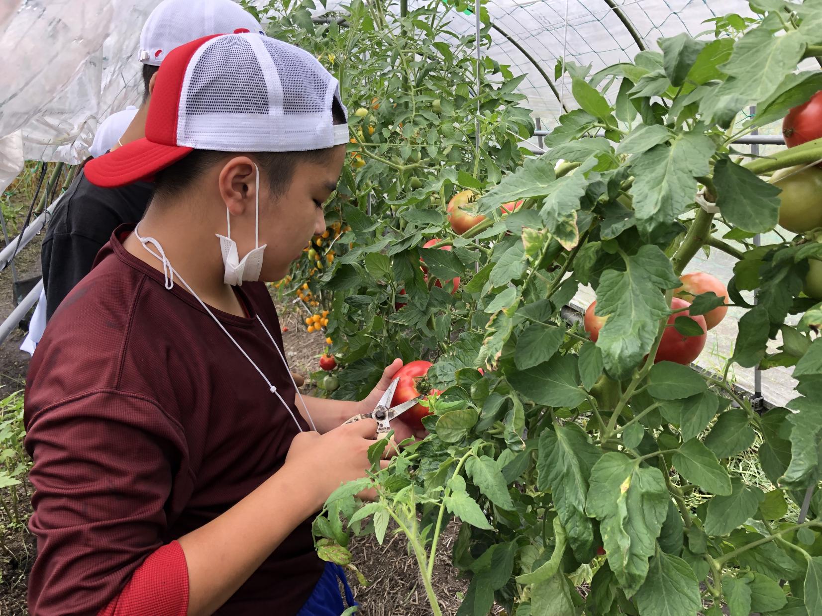 宮崎で収穫体験！大地の恵みを味わう農泊施設８選-1