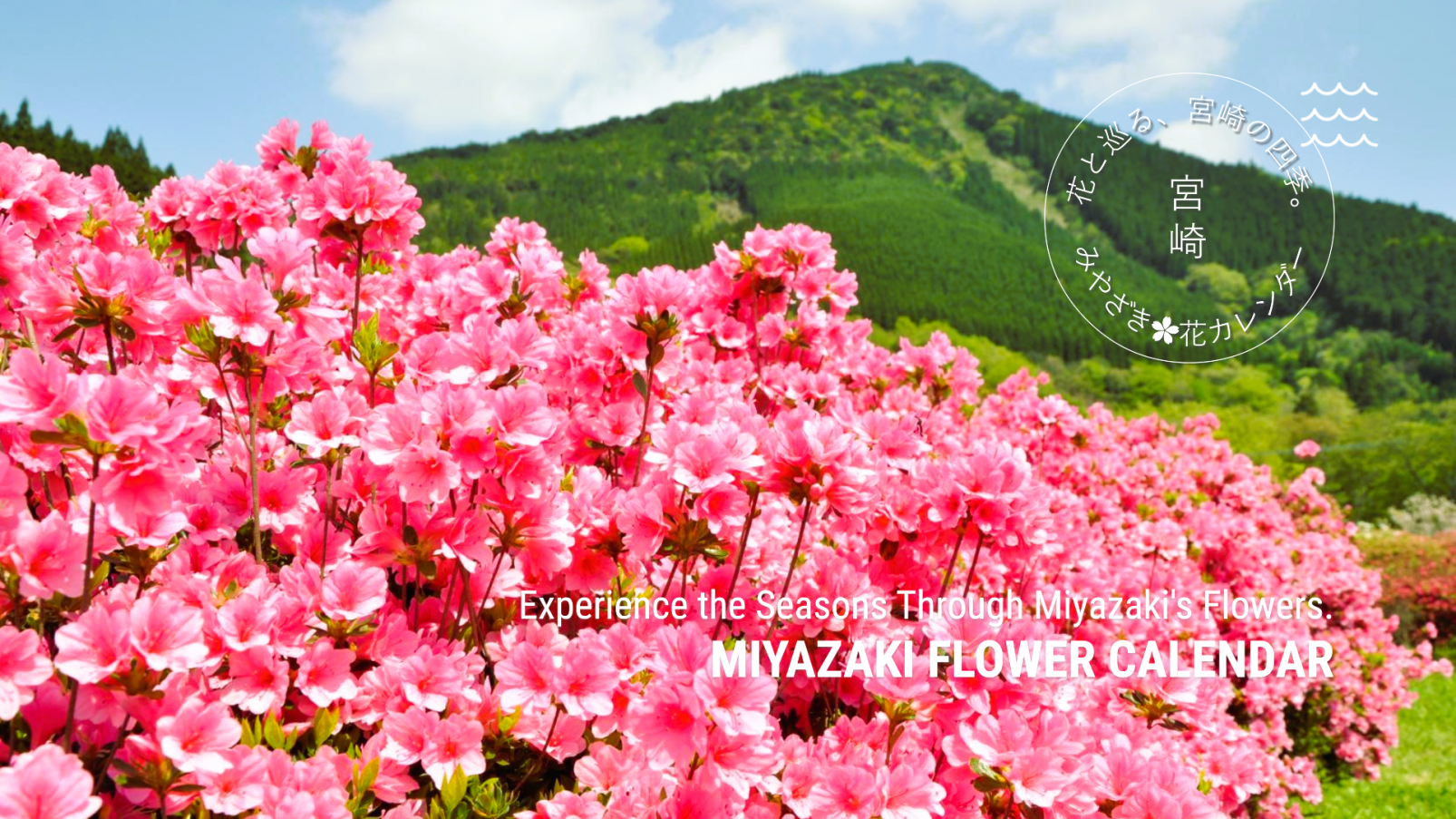 宮崎花カレンダー｜季節ごとに楽しむ宮崎の花の名所・見頃ガイド-1